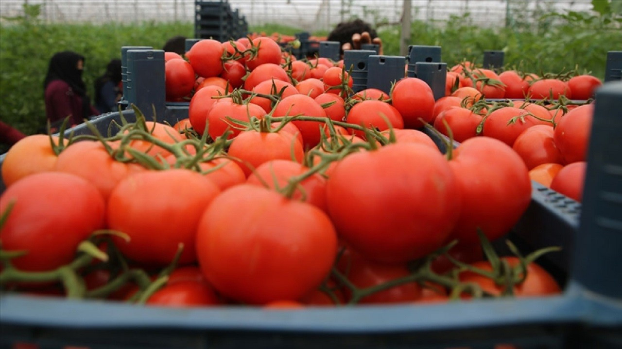 Batı Akdeniz'in domates ihracatı yüzde 26 arttı