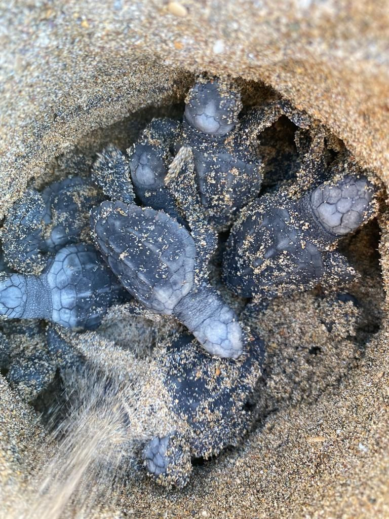 Deniz kaplumbağası yavruları suyla buluştu - Sayfa 1