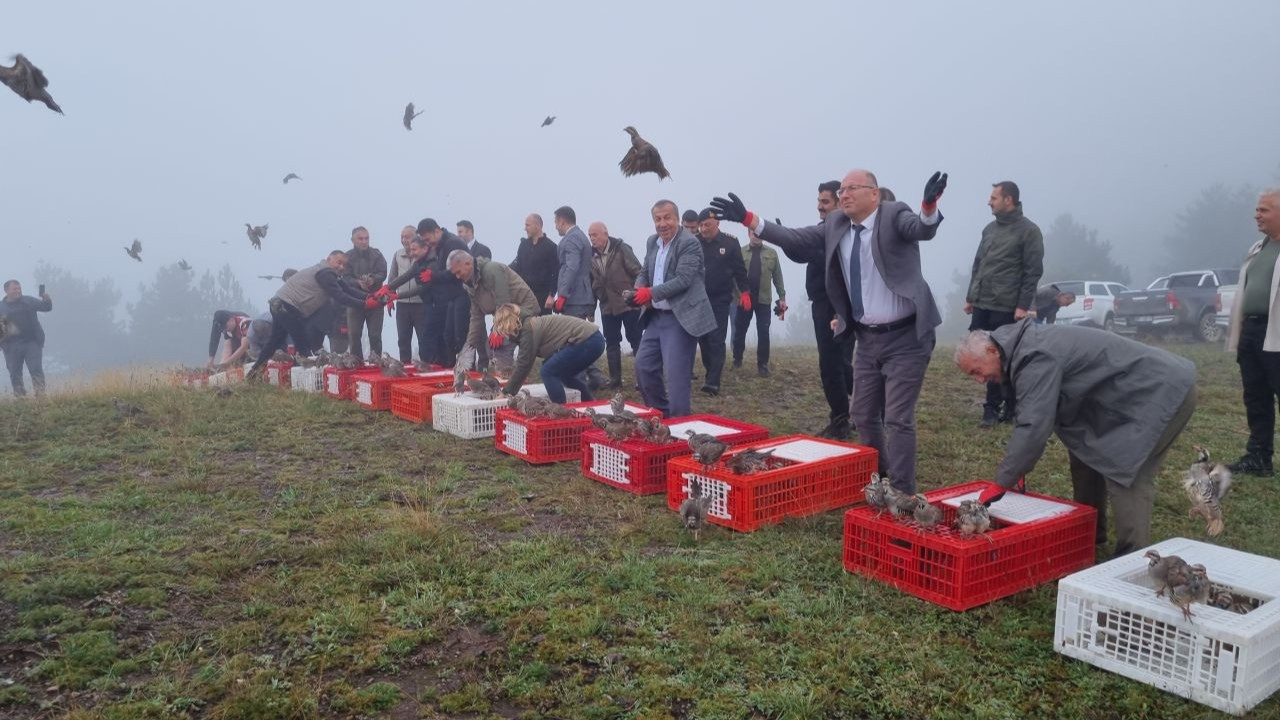 Düzce'de 1000 kınalı keklik doğaya bırakıldı