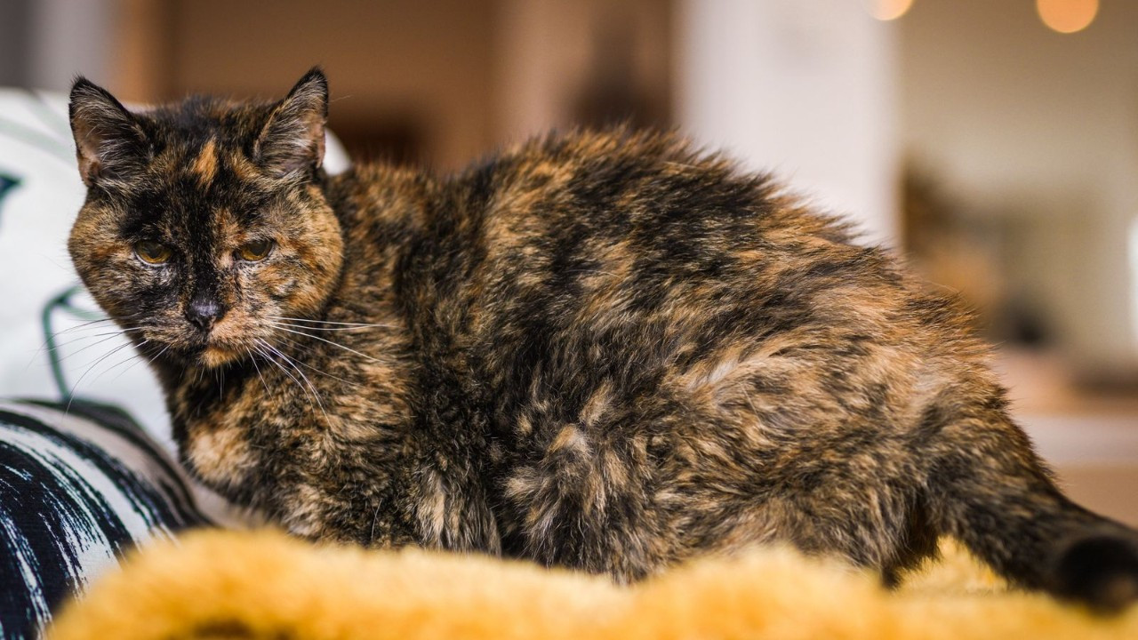 26 yaşındaki Flossie, dünyanın en yaşlı kedisi ilan edildi