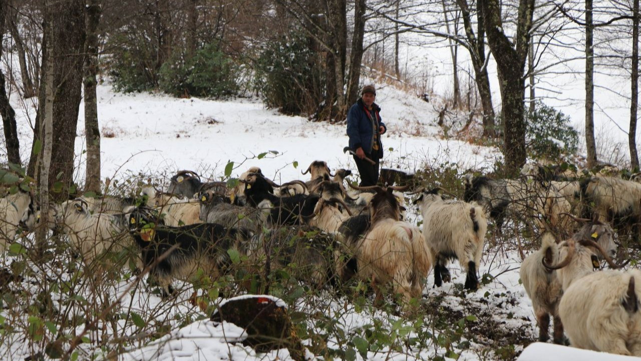 Keçileriyle karlı yamaçlarda günde 8 saat yol katediyor