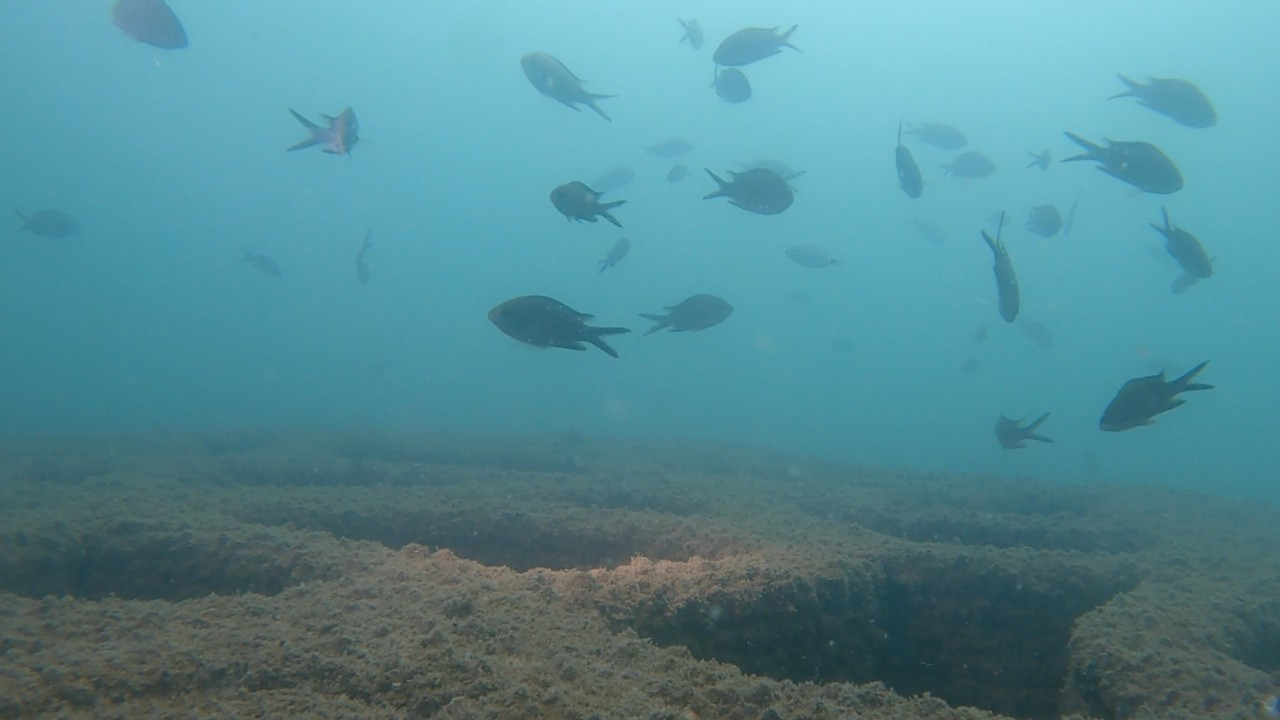 Mersin Büyükşehir’in yapay resiflerinde canlı yaşamı arttı