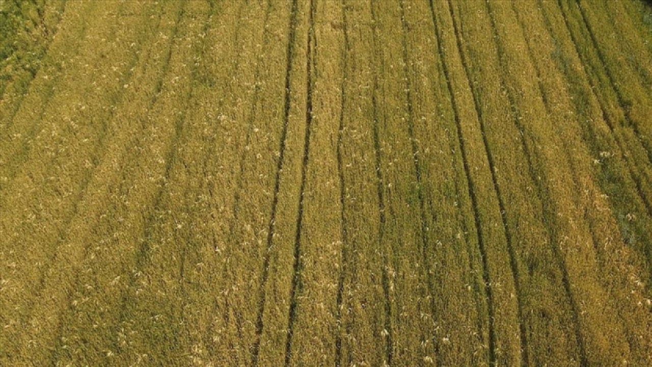 Trakya'da yağışlı gün sayısının çokluğu bazı ekili buğdayda "pas"a neden oluyor