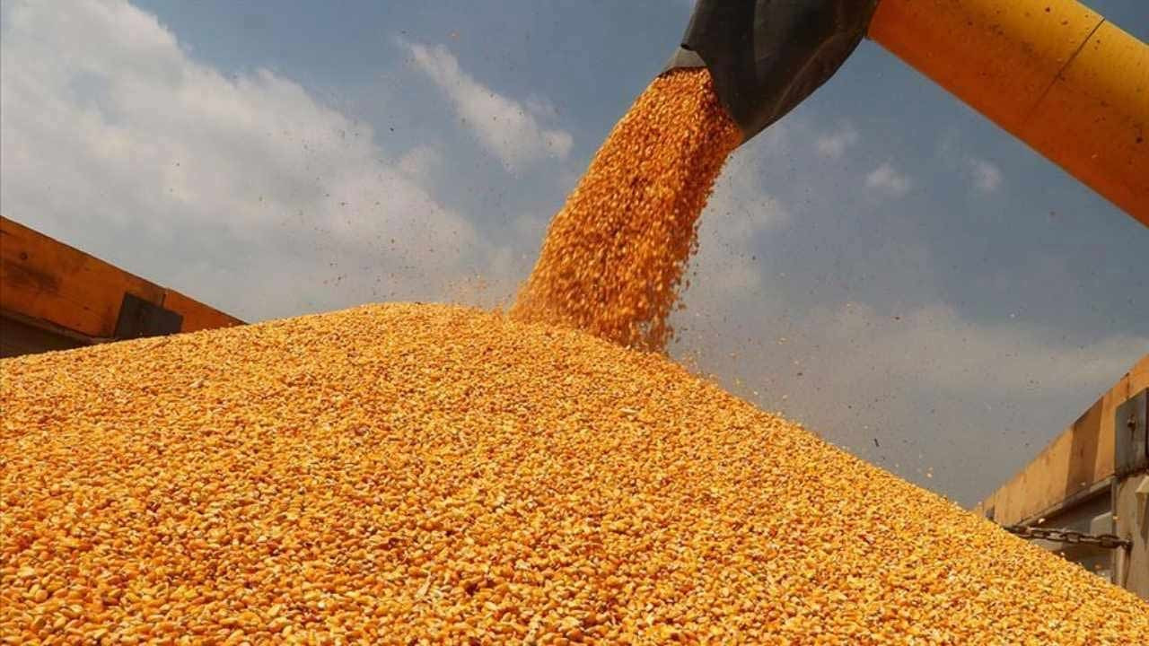 2023 sezonu mısır alım fiyatı ton başına 6 bin lira olarak belirlendi.