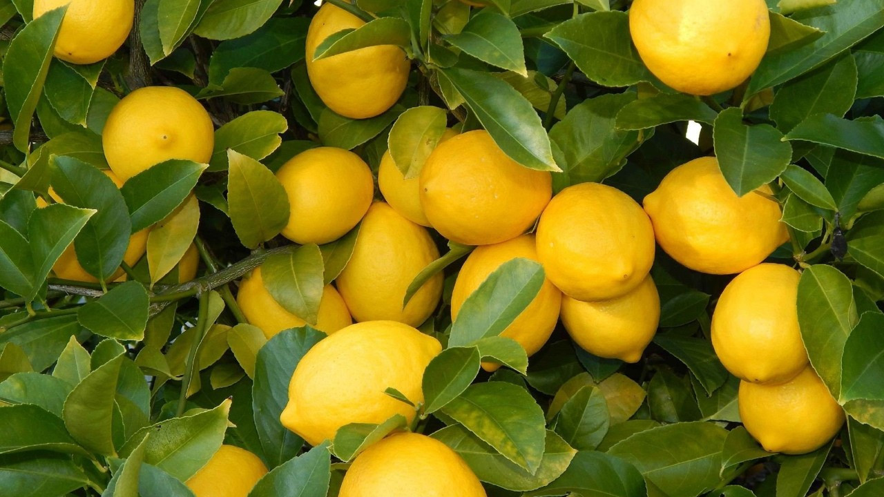 Limonda rekolte fazla, üreticiler pazar arayışında