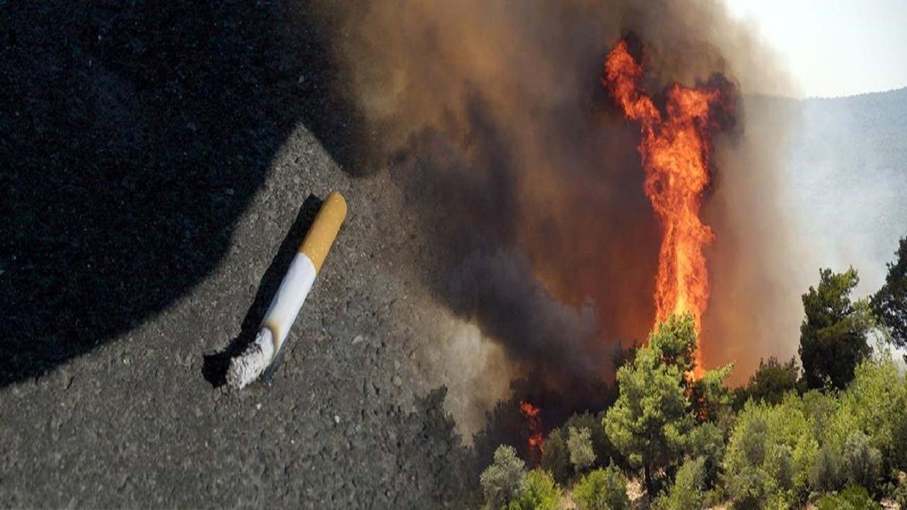 Sigaranın üretimi ağaçları yok ederken izmariti de orman yangınlarını tetikliyor